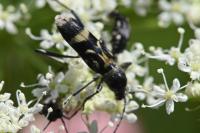Chlorophorus figuratus