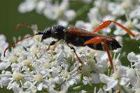 Stenopterus rufus