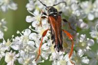Stenopterus rufus