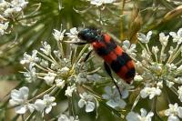 Trichodes alvearius