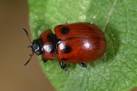 Gonioctena viminalis
