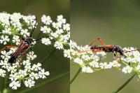 Stenopterus rufus