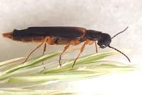Lymexylon navale