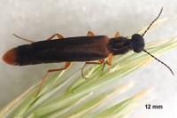 Lymexylon navale