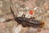 Phosphaenus hemipterus