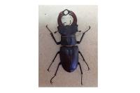 Lucanus cervus