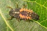 Harmonia axyridis