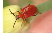 Lilioceris merdigera