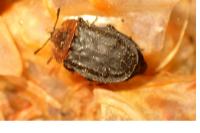 Oiceoptoma thoracicum