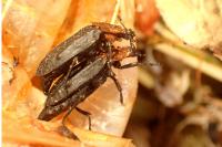 Oiceoptoma thoracicum