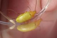 Cteniopus sulphureus