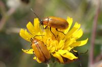 Exosoma lusitanicum