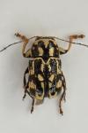 Pachybrachis tessellatus