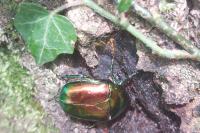 Cetonischema speciosissima