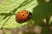 Anatis ocellata