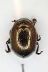 Chrysolina oricalcia