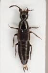 Bisnius puella
