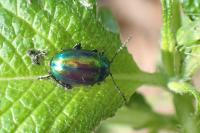 Chrysolina fastuosa