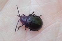 Galeruca tanaceti