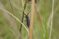 Agapanthia cardui