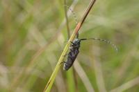 Agapanthia cardui