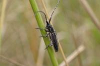Agapanthia cardui