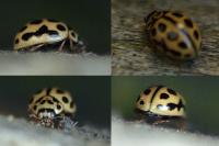 Tytthaspis sedecimpunctata