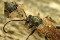 Pseudovadonia livida
