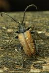 Pseudovadonia livida