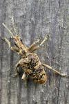 Rhagium sycophanta