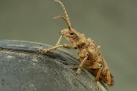 Rhagium sycophanta