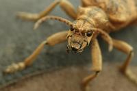 Rhagium sycophanta