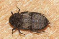 Dermestes murinus