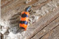 Trichodes apiarius