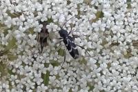 Chlorophorus sartor