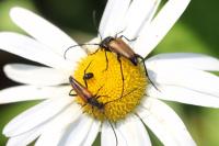 Anastrangalia dubia