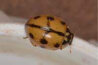 Adalia conglomerata