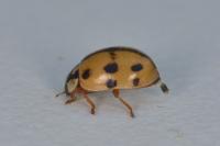 Adalia conglomerata