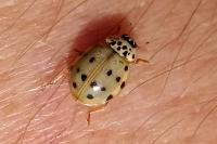Harmonia quadripunctata