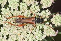 Stenopterus rufus