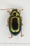 Crepidodera lamina