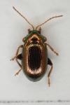 Crepidodera lamina