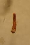 Crepidodera lamina