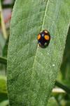 Harmonia axyridis