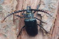 Prionus coriarius