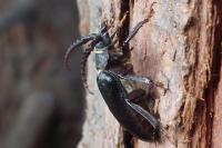 Prionus coriarius