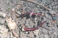 Lucanus cervus