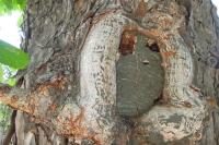 Aegosoma scabricorne