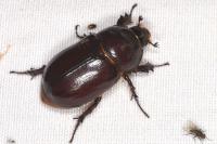 Oryctes nasicornis