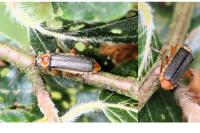 Cantharis nigricans